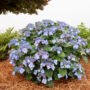 Hydrangea Macrophylla – Pop Star® – #3 Container